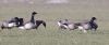 Pale-bellied Brent Goose at Wallasea Island (RSPB) (Jeff Delve) (35210 bytes)